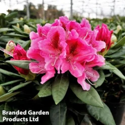 Rhododendron 'Cosmopolitan' 5 Rhododendron 'Cosmopolitan' -Cheap Tree Foliage Store RHOD COSMO2