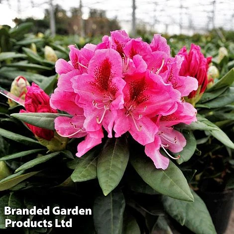 Rhododendron 'Cosmopolitan' 4 Rhododendron 'Cosmopolitan' - Image 2