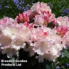 Rhododendron 'Yakushimanum Soft Pink' -Cheap Tree Foliage Store RHOD DREAMLAND WKC8289