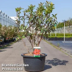 Rhododendron 'Nabucco' (Azalea Group) -Cheap Tree Foliage Store RHOD NABUCC18L