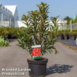 Rhododendron 'Nabucco' (Azalea Group) -Cheap Tree Foliage Store RHOD NABUCCO5L