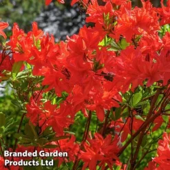 Rhododendron 'Nabucco' (Azalea Group) -Cheap Tree Foliage Store RHOD NABUCCO L30412
