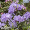 Rhododendron 'Praecox' -Cheap Tree Foliage Store RHOD PRAECOX L30419