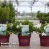 Azalea 'Encore Pure White' 2 Azalea 'Encore Pure White' -Cheap Tree Foliage Store RHOD PUREWHITE S45940