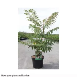 Rhus Glabra 'Laciniata' 7 Rhus Glabra 'Laciniata' -Cheap Tree Foliage Store RHUS T66428 B h
