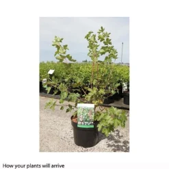 Ribes Gordonianum -Cheap Tree Foliage Store RIBE T66429 A h