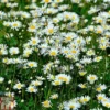 Roman Chamomile -Cheap Tree Foliage Store ROMA T82130 A