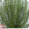Rosemary 'Miss Jessop's Upright' 1 Rosemary 'Miss Jessop's Upright' -Cheap Tree Foliage Store ROS TKA0951 A