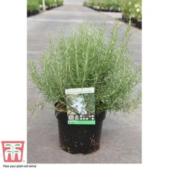 Rosemary 'Miss Jessop's Upright' -Cheap Tree Foliage Store ROS TKA0951 C
