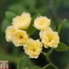 Rose Banksiae 'Lutea' (Rambling Rose)
