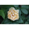 Rose 'Buff Beauty' -Cheap Tree Foliage Store ROSA T68465 A h