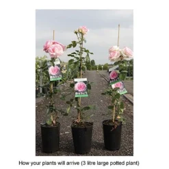 Rose 'Eden Rose 88' -Cheap Tree Foliage Store ROSA T68469 B h
