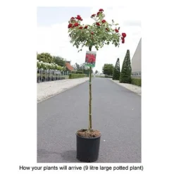 Rose 'Fairy Queen' -Cheap Tree Foliage Store ROSA T68471 B h