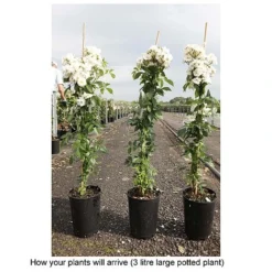 Rose 'Guirlande D'Amour' -Cheap Tree Foliage Store ROSA T68479 B h