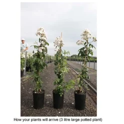 Rose 'Guirlande Rose' -Cheap Tree Foliage Store ROSA T68481 B h