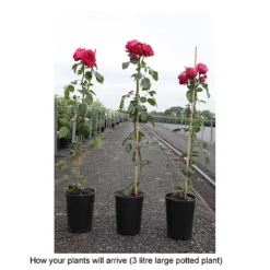 Rose 'Red Eden Rose' 5 Rose 'Red Eden Rose' -Cheap Tree Foliage Store ROSA T68503 B h