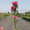 Rose 'Laguna' (Climbing Hybrid Tea) -Cheap Tree Foliage Store ROSA TKA3474 A