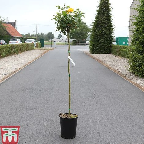 Rose 'Mellgold' (Shrub Rose) 3 Rose 'Mellgold' (Shrub Rose)