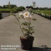 Rose 'Above And Beyond' (Climbing Rose)
