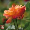 Rose 'Climbing Masquerade' -Cheap Tree Foliage Store ROSE T11937P B
