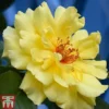 Rose 'Golden Showers' (Climbing) -Cheap Tree Foliage Store ROSE T11938P A