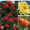 Rose 'Climbing Collection' -Cheap Tree Foliage Store ROSE T11940P A