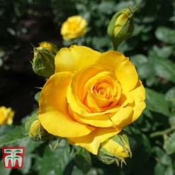 Rose 'Breeder's Choice Gold' (Hybrid Tea Rose) -Cheap Tree Foliage Store ROSE T59108 B