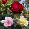 Rose 'Breeder's Choice Collection' (Hybrid Tea Rose) -Cheap Tree Foliage Store ROSE T59112P A h