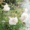 Rose 'White Fairy' (Polyantha) -Cheap Tree Foliage Store ROSE T59377 A h