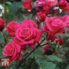 Rose 'Charisma' -Cheap Tree Foliage Store ROSE T67041 B