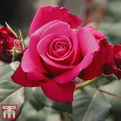 Rose 'Charisma' -Cheap Tree Foliage Store ROSE T67041 C