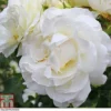 Rose 'Albéric Barbier' (Rambling Rose) -Cheap Tree Foliage Store ROSE T79067 A h