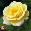 Rose 'Laura Ford' (Climbing Rose) -Cheap Tree Foliage Store ROSE T80130 A1