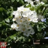 Rose Filipes 'Kiftsgate' (Rambling Rose) 2 Rose Filipes 'Kiftsgate' (Rambling Rose) -Cheap Tree Foliage Store ROSE TKA3472 B