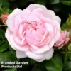 Rose 'Our Beth' (Shrub Rose)