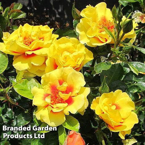 Rose 'Peter's Persica' (Climbing Patio) 6 Rose 'Peter's Persica' (Climbing Patio) - Image 4