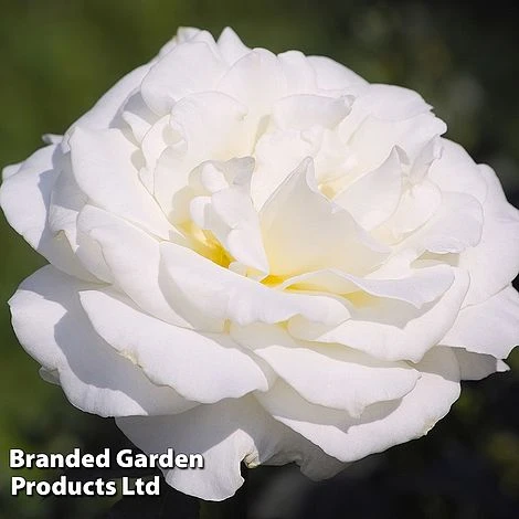 Rose 'Standard White' 3 Rose 'Standard White'