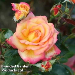 Rose 'Sheila's Perfume' (Floribunda)