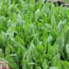 Rumex Sanguineus (Marginal Aquatic) -Cheap Tree Foliage Store RUME T78425 A h
