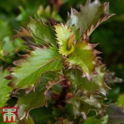 Ilex 'Little Rascal' -Cheap Tree Foliage Store Rascal