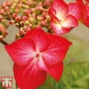 Hydrangea Macrophylla 'Red Bull' -Cheap Tree Foliage Store Red bull