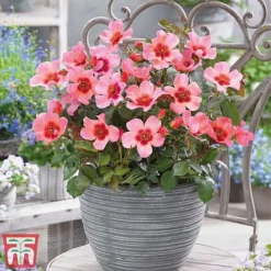 Rose 'Eyes Collection' -Cheap Tree Foliage Store Rose coll21