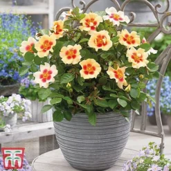 Rose 'Eyes Collection' -Cheap Tree Foliage Store Rose coll31