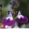 Salvia 'Amethyst Lips' 2 Salvia 'Amethyst Lips' -Cheap Tree Foliage Store SALV KA8961 A