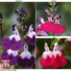 Salvia Lips Collection -Cheap Tree Foliage Store SALV KB3098 A