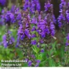 Salvia Nemorosa 'Marcus' -Cheap Tree Foliage Store SALV T58438 A