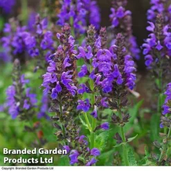 Salvia Nemorosa 'Marcus'