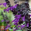 Salvia 'Amistad' -Cheap Tree Foliage Store SALV T62257 B