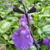 Salvia 'Lavender Dilly Dilly' -Cheap Tree Foliage Store SALV TKA0715 A
