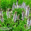Salvia Nemorosa 'Bumblesky' -Cheap Tree Foliage Store SALV BUMBLESKY1